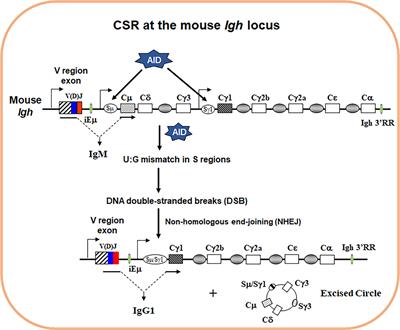 How the Signaling Crosstalk of B Cell Receptor (BCR) and Co-Receptors Regulates Antibody Class Switch Recombination: A New Perspective of Checkpoints of BCR Signaling